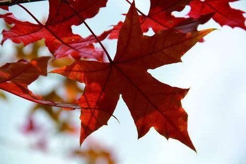 大荔14公分五角枫种植技术