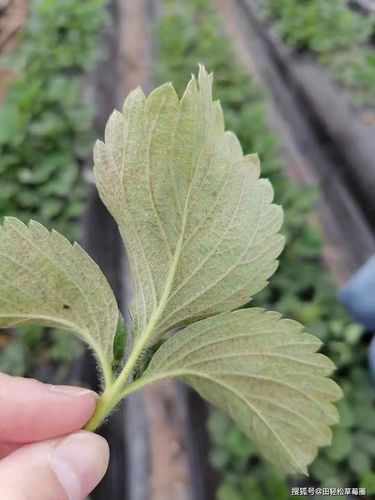 草莓圈提醒4月初草莓红蜘蛛迈入第一个多发期,你做好准备了吗?