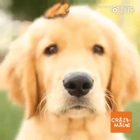 养了一只爱招蜂引蝶的狗是什么体验?