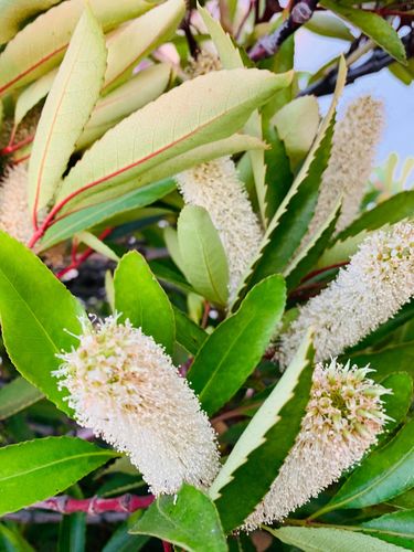 竹柏开花意味着秋天将要来临
