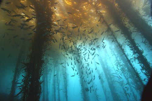 kelp forest (by lar3)