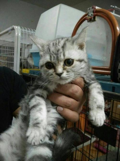 求鉴定一只美短猫 在线等