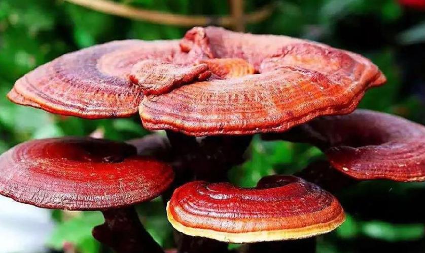 苹果绿 中药大全 灵芝 在日常生活中,随着人们养生 保健意识逐步提升