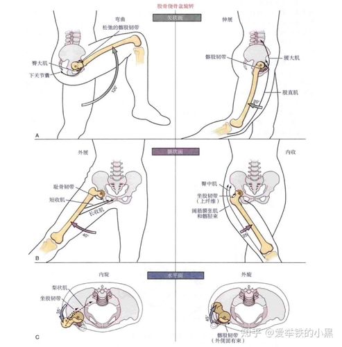 髋关节是人体的一个承重关节,其活动范围较大.