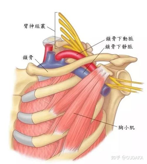 前斜角肌与中斜角肌 -肌肉紧绷压迫通过的神经血管.