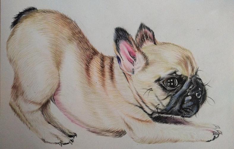 《法斗》彩铅画 行知学校 顾梦妮