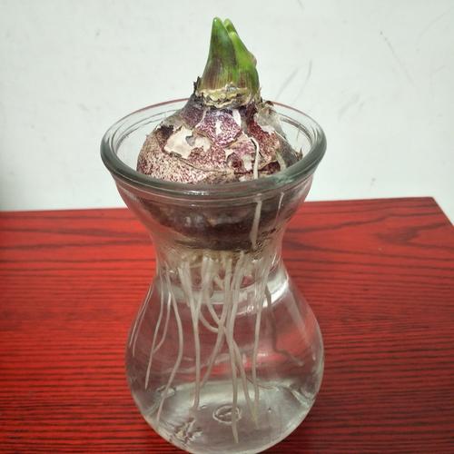 赖欣昀风信子观察日记