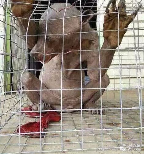 湛江捉到了一只水鬼建议胆大的看