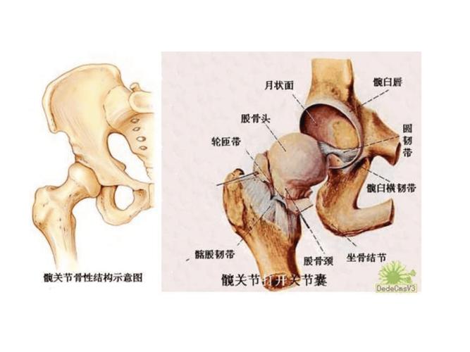 髋关节的解剖