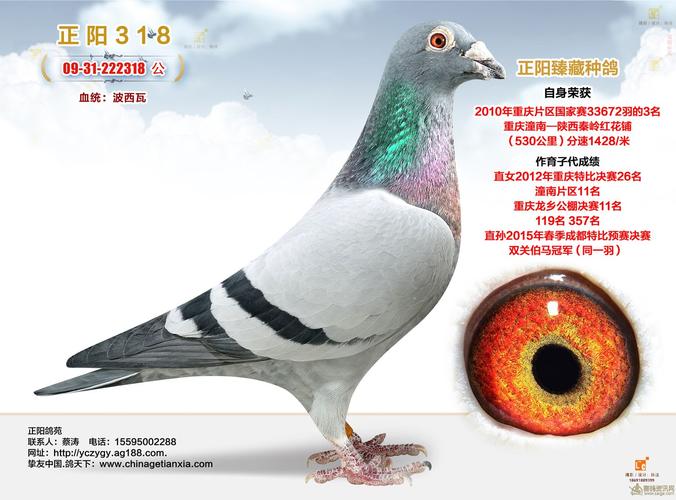 波西瓦 318