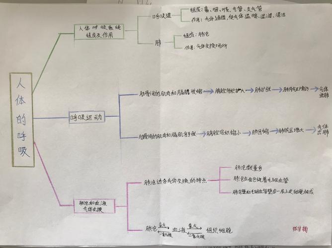《人体的呼吸》张佳楠,内容完整,条理清晰!