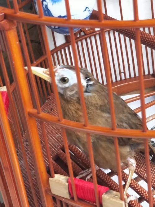 画眉鸟打斗时机与错误方式