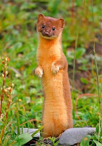 为什么老一辈人告诫黄鼠狼不能捕杀?难道真会遭报应?