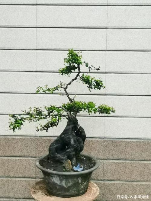 金弹子熟桩小盆栽