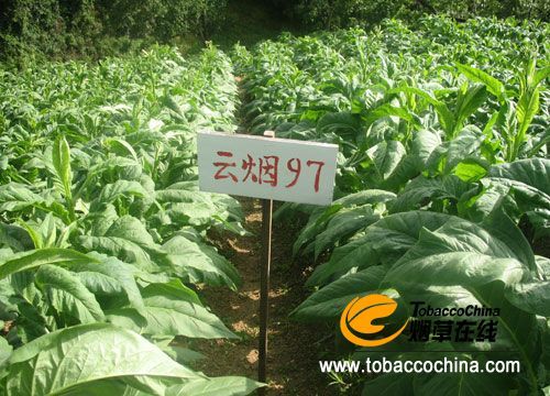 几个烤烟新品种在云南昌宁的示范种植表现(下)