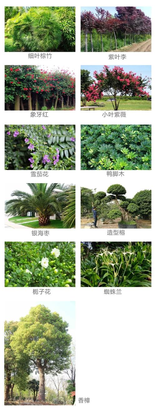 【园林景观篇】天成臻品小区一期园林绿化树种介绍