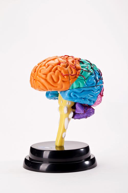 香港怡高 脑部专业套装 人大脑模型拼装教学 儿童学生