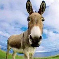 可爱搞笑的驴头像_微信头像图片大全