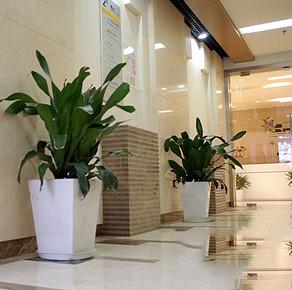 西安绿植租摆_西安绿植租赁_花卉租摆_花卉租赁-聚