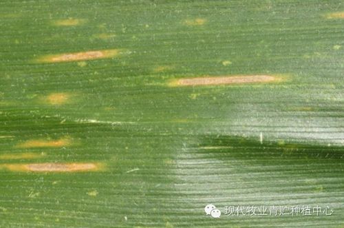 网站首页 海量文档 行业资料 农作物 圆斑病菌为玉蜀黍生离蠕孢菌
