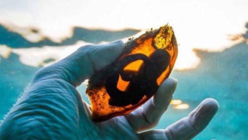 男子捡到一个鲨鱼卵,回家剪开之后,居然钻出一条鲨鱼!