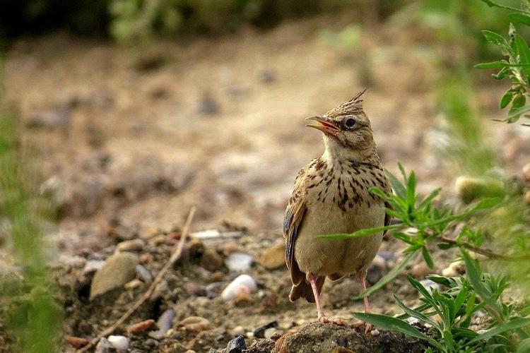 凤头百灵怎样分公母 凤头百灵怎么分公母