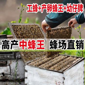 工蜂带王幼仔巢脾中华蜂群笼蜂土蜂群蜜蜂强势群一脾工蜂幼仔脾不带王