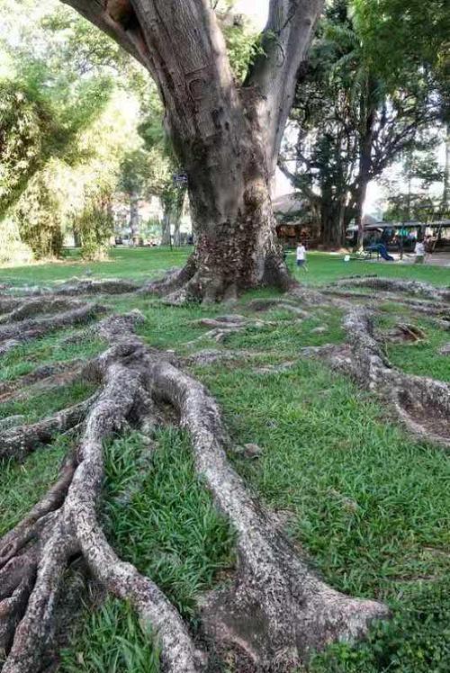 壮观!南方一棵参天大树的根系很发达,紧贴地面蜿蜒曲折