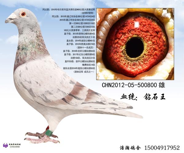 本鸽舍成立于2008年,主要血统《桑杰士》《林波尔》《瓦特钻石王》