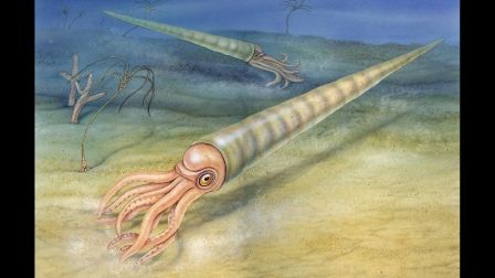 直壳鹦鹉螺是什么时候出现的 是乌贼吗是谁的食物 为什么灭绝了?