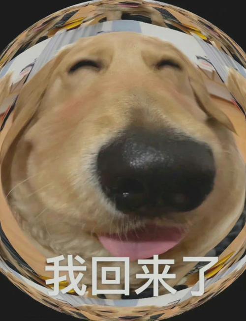 憨憨狗表情包