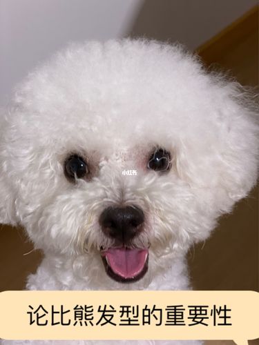 论比熊发型的重要性_比熊_发型_比熊日常_宠物_狗