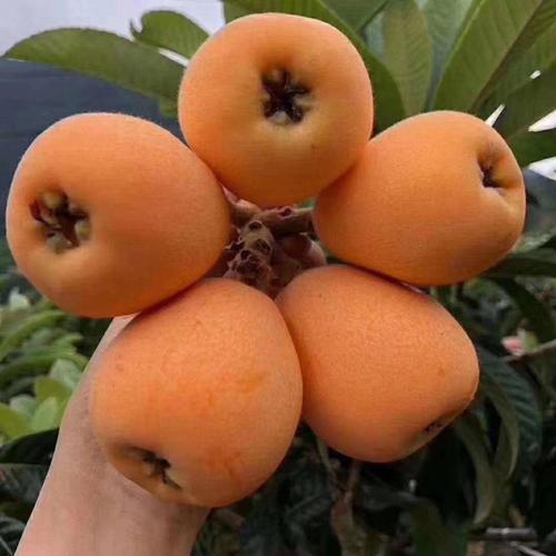 大五星枇杷 预定3月底5星大枇杷,甘甜可口