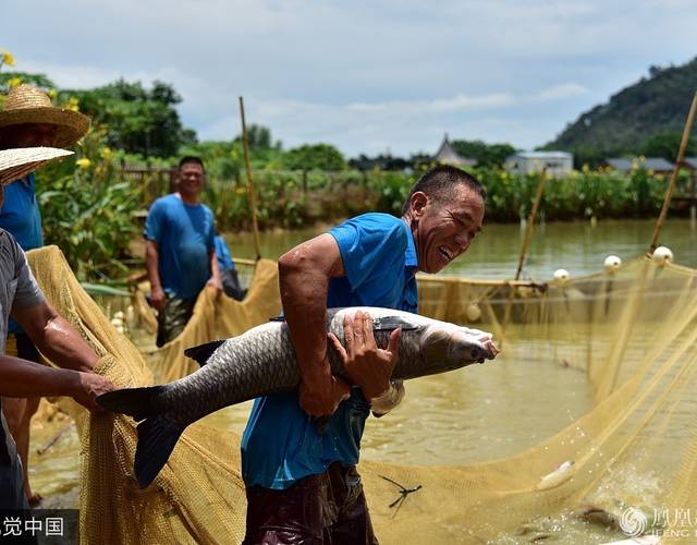 广东佛山捕鱼现场 壮汉抱大鱼如同抱娃