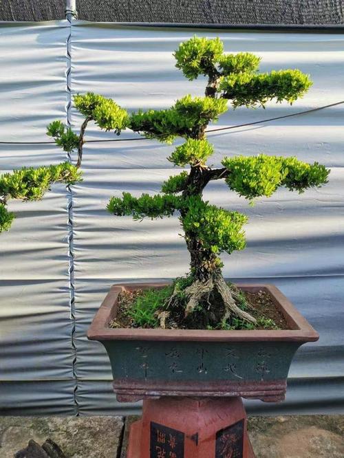 雀舌黄杨寓意好好养活的盆景