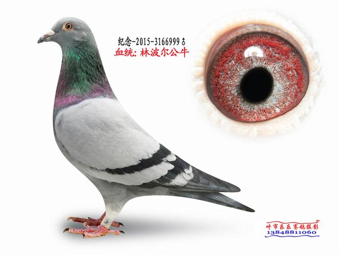 编 号: 420099                鸽 名: 林波尔公牛