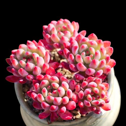 [非凡园艺] 多肉植物室内组合蓝苹果小花卉秋天盆栽套餐办公桌新款