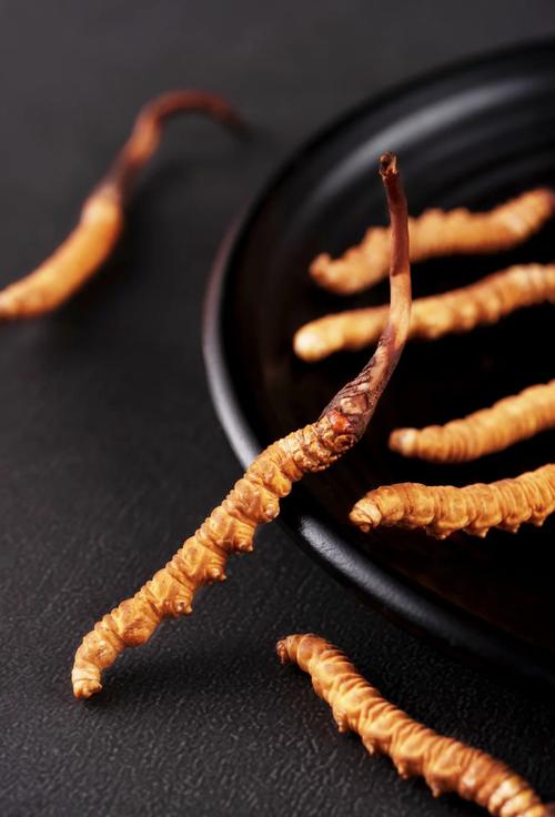 虫草的介绍与功效