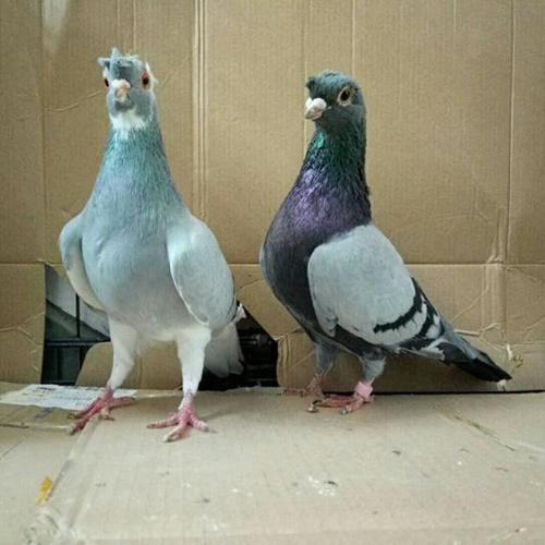白羽王鸽子种鸽 瓦灰王青年鸽批发信鸽多少钱一对_肉鸽子价格