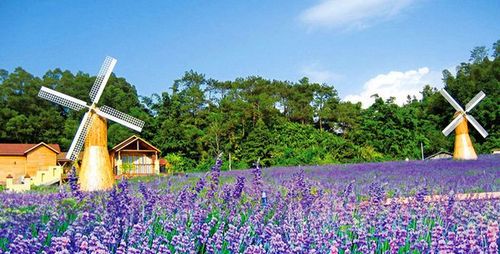 蓝调薰衣草庄园