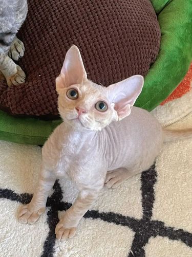 不看脸简直秃皮猪一枚_德文卷毛猫_宠物_猫_晒猫