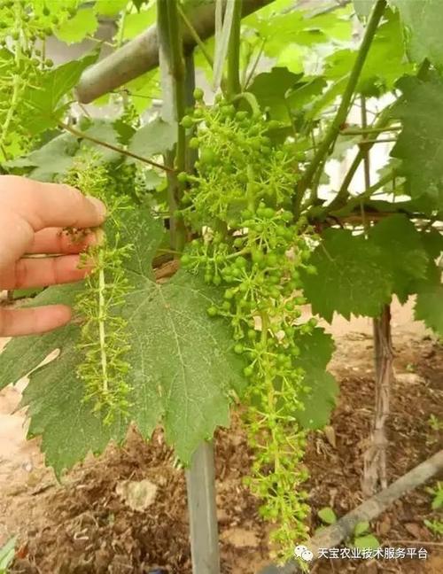 一文搞定葡萄拉穗那些事儿!