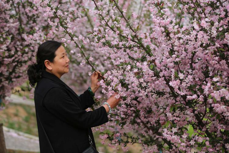 西平县第二届海棠节