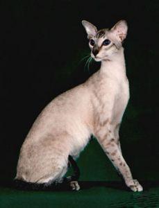 重点色短毛猫图片