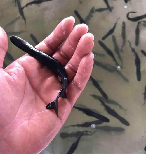 鸭嘴鱼苗图片 四川鸭嘴鱼苗图片