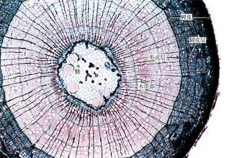 导管和筛管在茎的分布位置