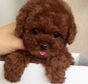 纯种泰迪幼犬 玩具型茶杯犬泰迪小体型犬长不大活体宠物泰迪狗狗