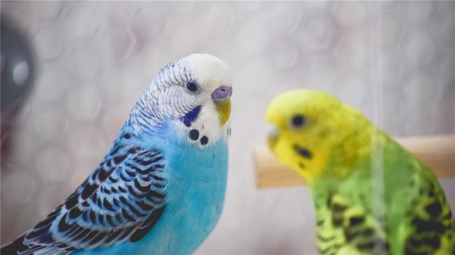 成年虎皮鹦鹉怎么上手