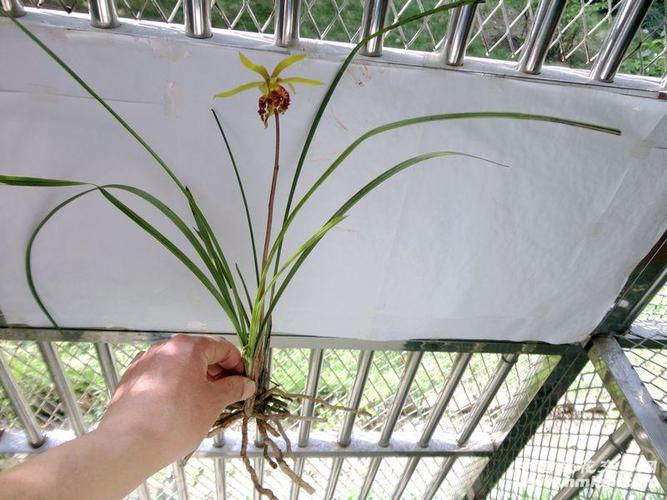 △ 蕙兰--【红舌 奇花 】