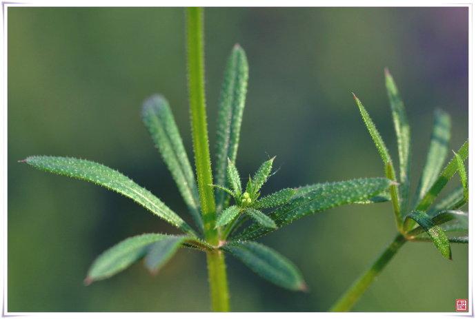 拉拉藤,茜草科拉拉藤属一年生或多年生多枝,蔓生或攀缘状草本.